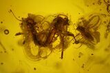 Mating Fossil Flies, Mite, Springtail and Beetle in Baltic Amber #150718-3